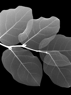 Other Wallpapers 0516